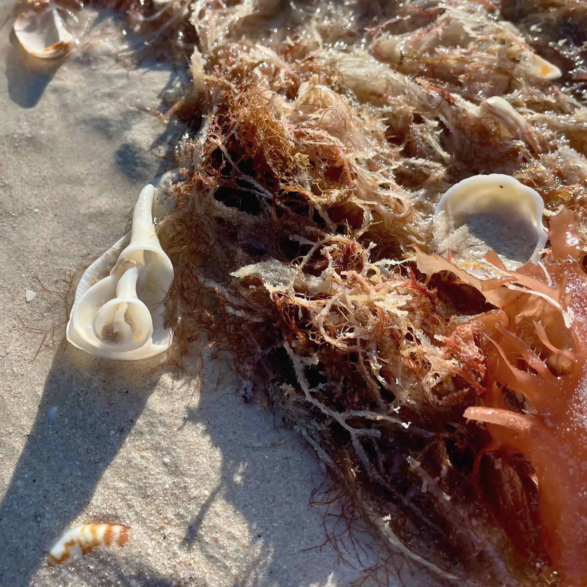 A sea shell with a beautiful sprial sits on the sands of Celestun beside orange seaweed.